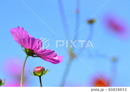 花 風景 自然 コスモス 秋 快晴 花 風景 自然 コスモス 秋 快晴 60838653