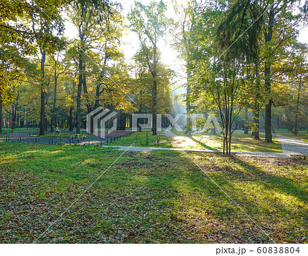 Sunlight in the green forest, spring time 60838804
