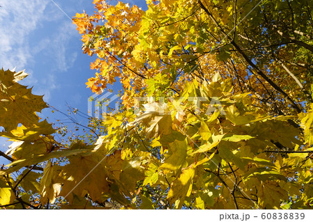 Yellow maple leaves against the blue sky. Autumn 60838839