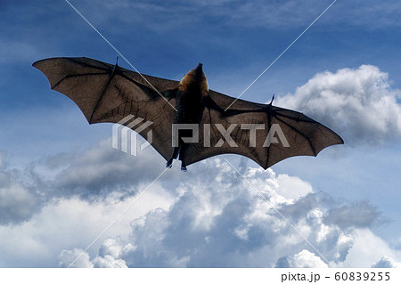 Flying fox bat portait while flying 60839255