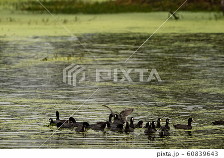 Eurasian coot or common coot or Australian coot or Fulica atra flock or group at keoladeo national park or bird sanctuary, bharatpur, rajasthan, india 60839643