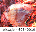 Proves Diagnosis of Cow Heart Disease Find the 60840010
