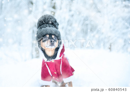 Dog in a funny knitted hat with a huge pumpon in Dog in a funny knitted hat with a huge pumpon in 60840543