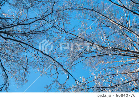 Tops of snow-covered trees against the blue sky. Tops of snow-covered trees against the blue sky. 60840776