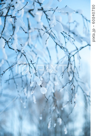 Beautiful winter forest. Beautiful winter forest. 60840780