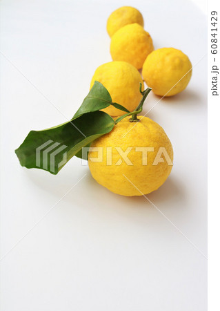 ゆず ゆず 60841429