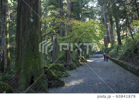 大雄山最乗寺　　神奈川県南足柄市　参道 60841879
