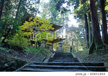 大雄山最乗寺 参道 石段 神奈川県南足柄市 大雄山最乗寺 参道 石段 神奈川県南足柄市 60841894