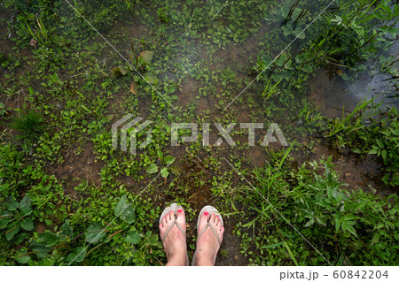 Female tanned legs in rubber slates standing in the water with grass Female tanned legs in rubber slates standing in the water with grass 60842204