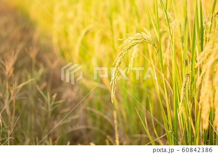 Rice in field conversion test at North 60842386