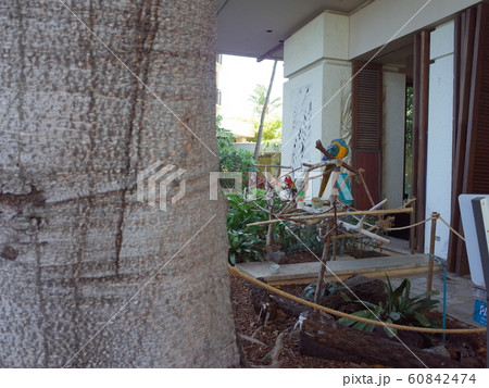 鳥_ハワイアンビレッジ 60842474