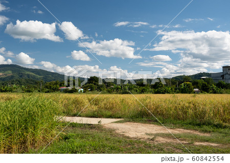 Countryside and rice fields on the indigo blue Countryside and rice fields on the indigo blue 60842554