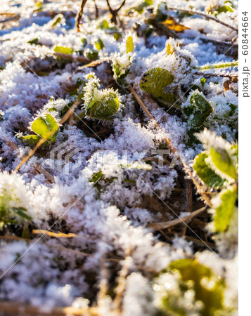 雪と霜が付いた草　植物　寒い　冬の朝 60844664