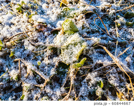 雪と霜が付いた草　植物　寒い　冬の朝 60844667