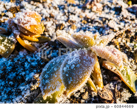 雪と霜が付いた草　植物　寒い　冬の朝 60844669