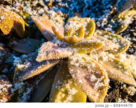 雪と霜が付いた草 植物 寒い 冬の朝 雪と霜が付いた草 植物 寒い 冬の朝 60844670