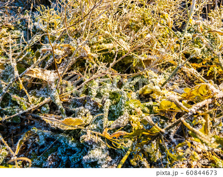 雪と霜が付いた草 植物 寒い 冬の朝 雪と霜が付いた草 植物 寒い 冬の朝 60844673