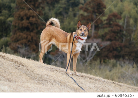 凛々しい犬の写真素材