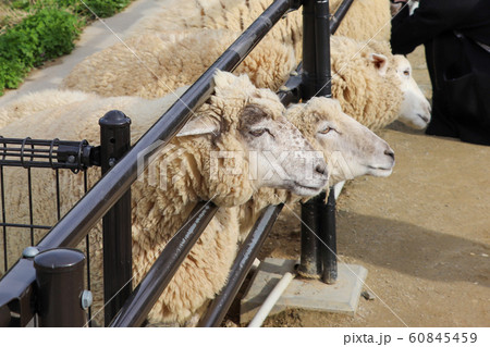 柵の隙間から顔を出してえさをねだるヒツジ 60845459