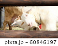 かわいいヤギ 60846197