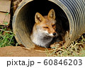 雨宿りする狐 60846203