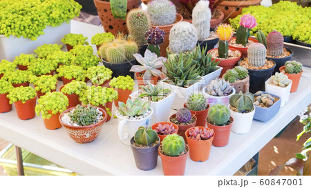 Miniature succulent plant and cactus in pot Miniature succulent plant and cactus in pot 60847001