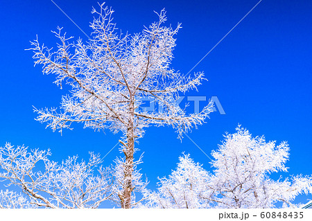 霧氷・白銀の森 霧氷・白銀の森 60848435