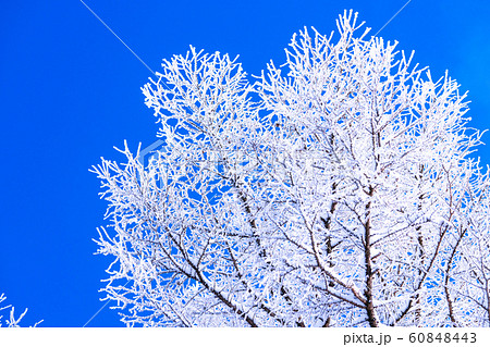 霧氷・白銀の森 60848443