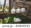 Chicken on the farm 60848593