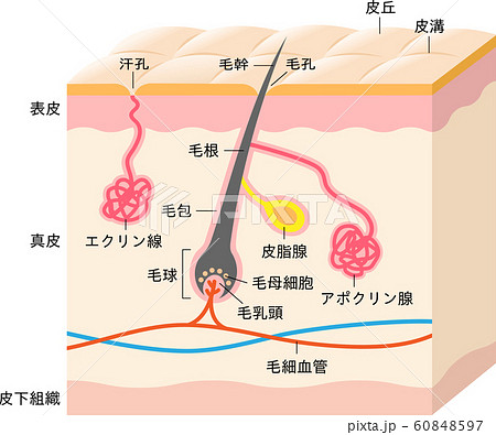 汗腺と毛髪　肌の断面図 60848597