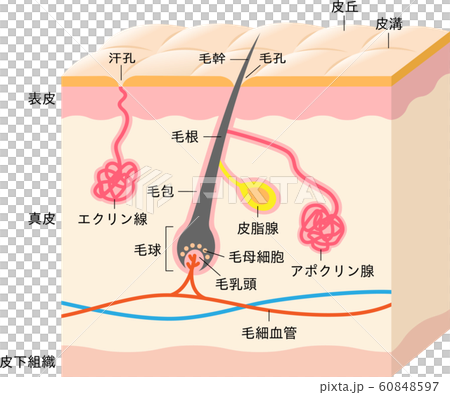 汗腺と毛髪 肌の断面図のイラスト素材