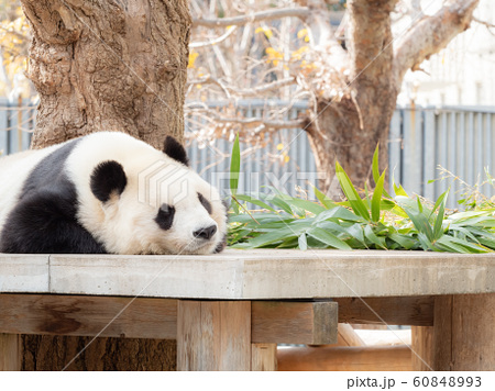 王子動物園のジャイアントパンダの写真素材