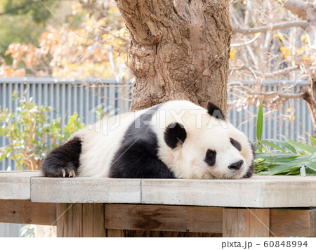 王子動物園のジャイアントパンダの写真素材