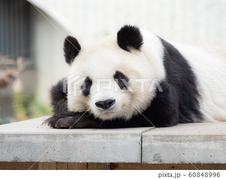 王子動物園のジャイアントパンダの写真素材