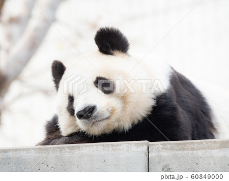 王子動物園のジャイアントパンダの写真素材