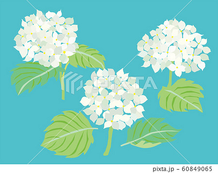 6月の白い紫陽花の花のイラスト素材