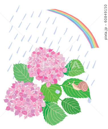 6月のピンクの紫陽花とカタツムリと虹と雨のイラストのイラスト素材