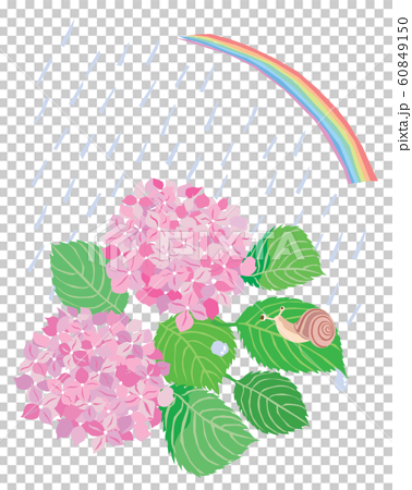 6月粉紅繡球 毛毛蟲 彩虹和雨的插圖 插圖素材 圖庫