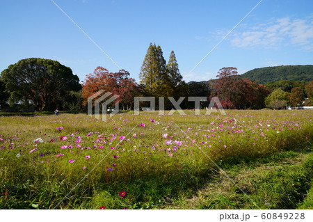 観世音寺のコスモス園 太宰府市 観世音寺のコスモス園 太宰府市 60849228