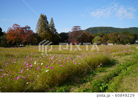 観世音寺のコスモス園 太宰府市 観世音寺のコスモス園 太宰府市 60849229