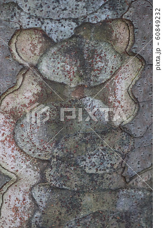 木の外皮 60849232