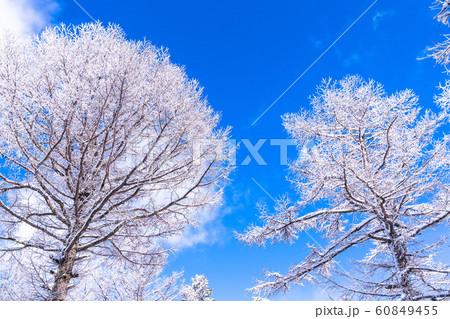 霧氷・白銀の森 霧氷・白銀の森 60849455