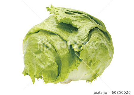 レタス03（パス付き） 60850026
