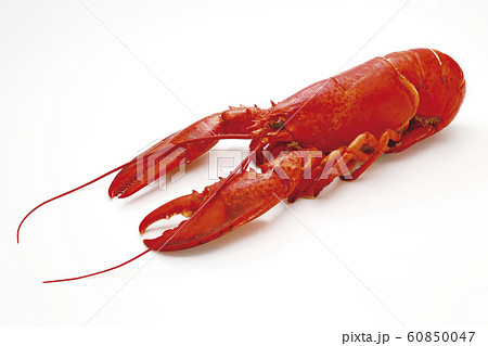 ボイルロブスター11（パス付き） 60850047