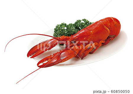 ボイルロブスター04（パス付き） 60850050