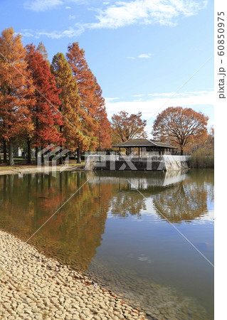 東京都立舎人公園（とねりこうえん）のメタセコイア　 60850975