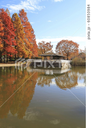 東京都立舎人公園（とねりこうえん）のメタセコイア　 60850984