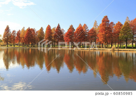 東京都立舎人公園（とねりこうえん）のメタセコイア　 60850985
