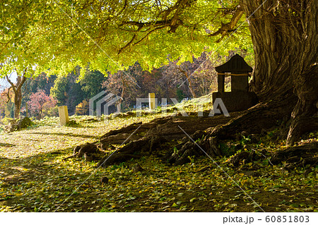 神戸の大イチョウ 60851803