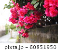 雨に濡れるブーゲンビリア 60851950